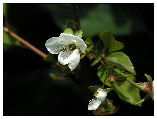 Letzte Kirschblüte