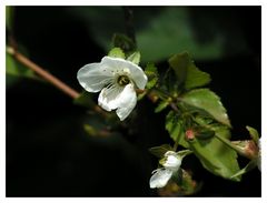 Letzte Kirschblüte