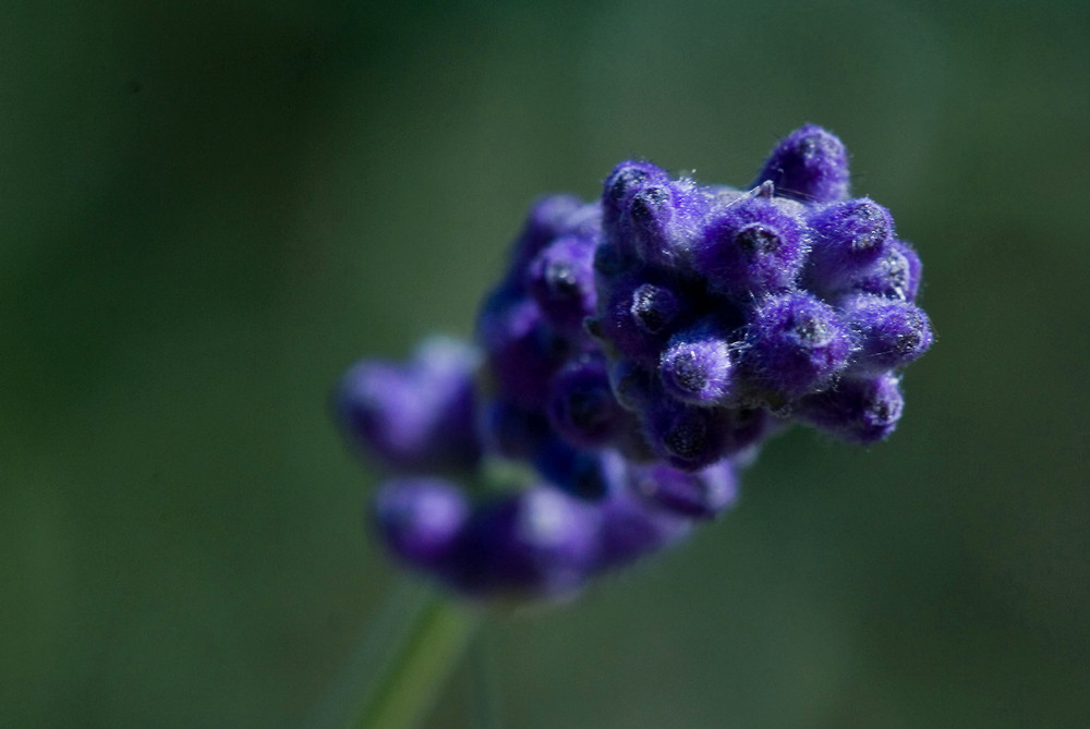 Letzte Lavendelblüten