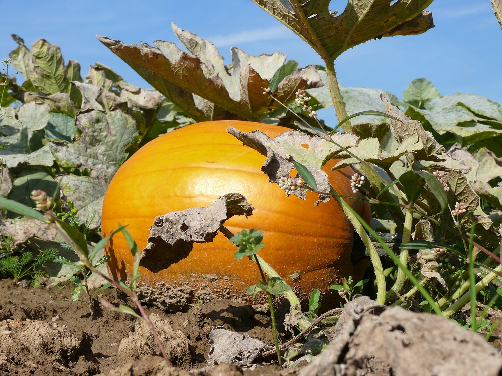 Letzte Lebendaufnahme vor Halloween