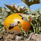 Letzte Lebendaufnahme vor Halloween