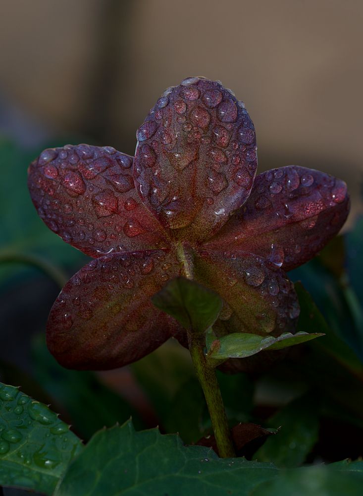 Letzte Lenzrose