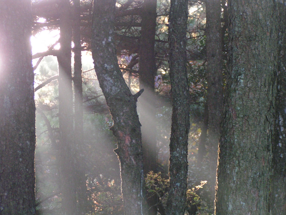 Letzte Lichtstrahlen im Wald / Gelbes Gebirge / Huangshan/China