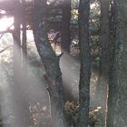 Letzte Lichtstrahlen im Wald / Gelbes Gebirge / Huangshan/China