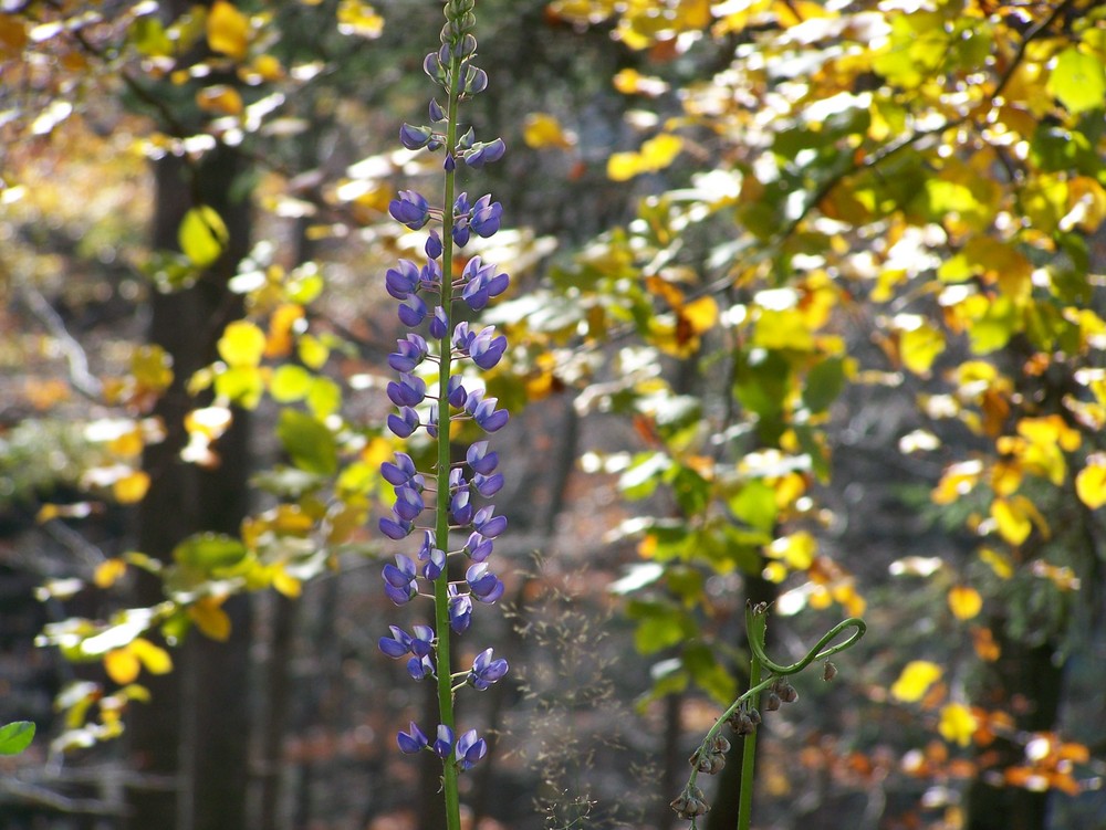 Letzte Lupine im Herbst