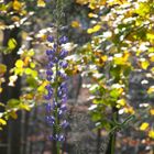 Letzte Lupine im Herbst