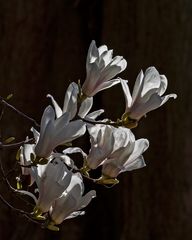 letzte Magnolie dieses Frühjahrs