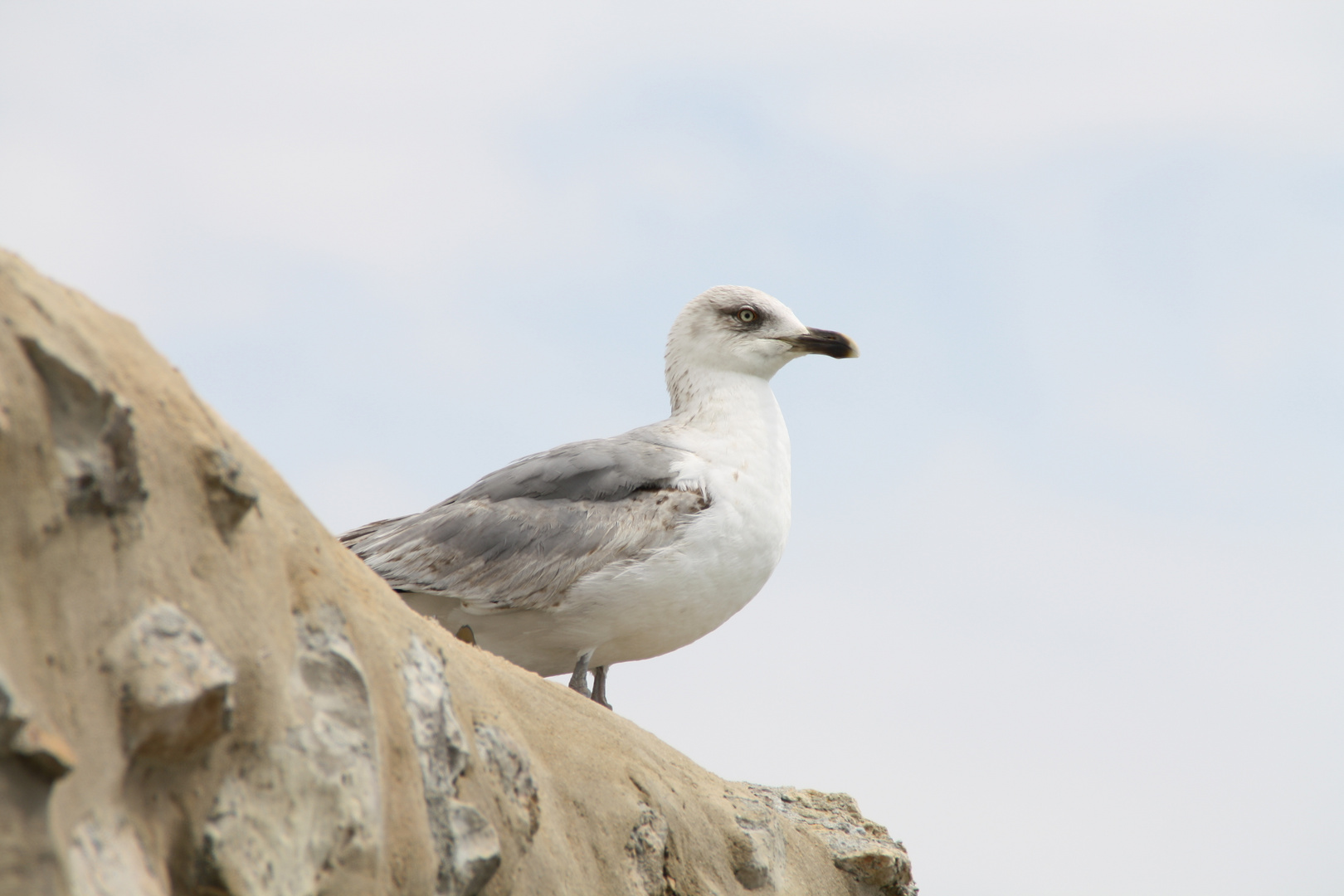 letzte Möwe vor Amerika (auf dem Festland)