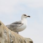 letzte Möwe vor Amerika (auf dem Festland)