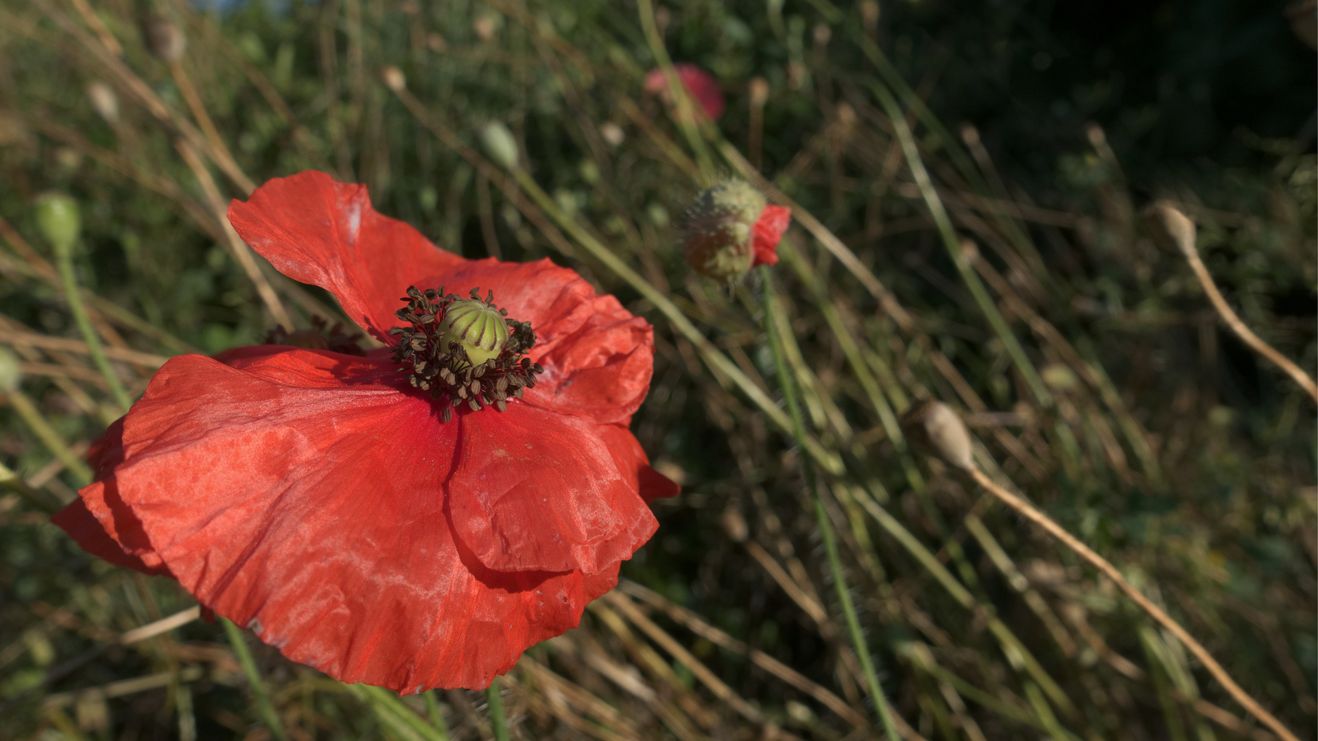 Letzte Mohnblüte