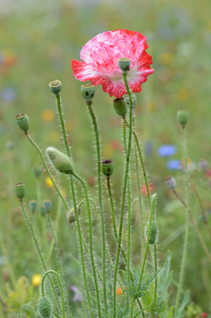 Letzte Mohnblüte (Papaver rhoeas), Amapola