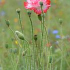 Letzte Mohnblüte (Papaver rhoeas), Amapola