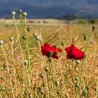 Letzte Mohnblüten 