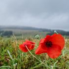 Letzte Mohnblüten