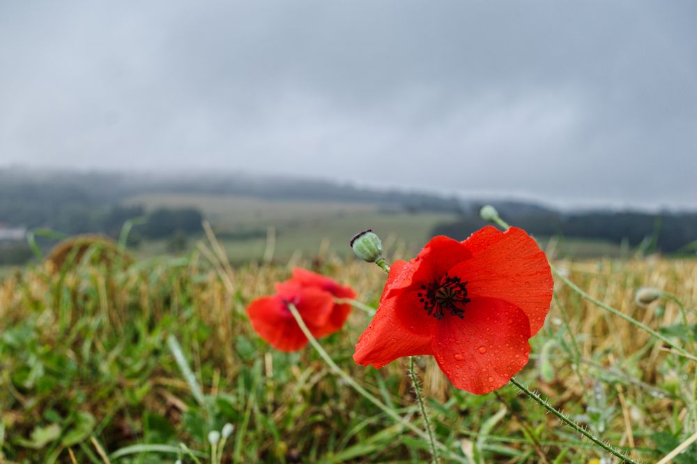 Letzte Mohnblüten