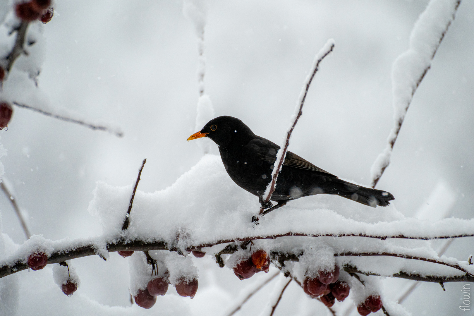 Letzte Nahrung im Winter?