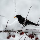 Letzte Nahrung im Winter?