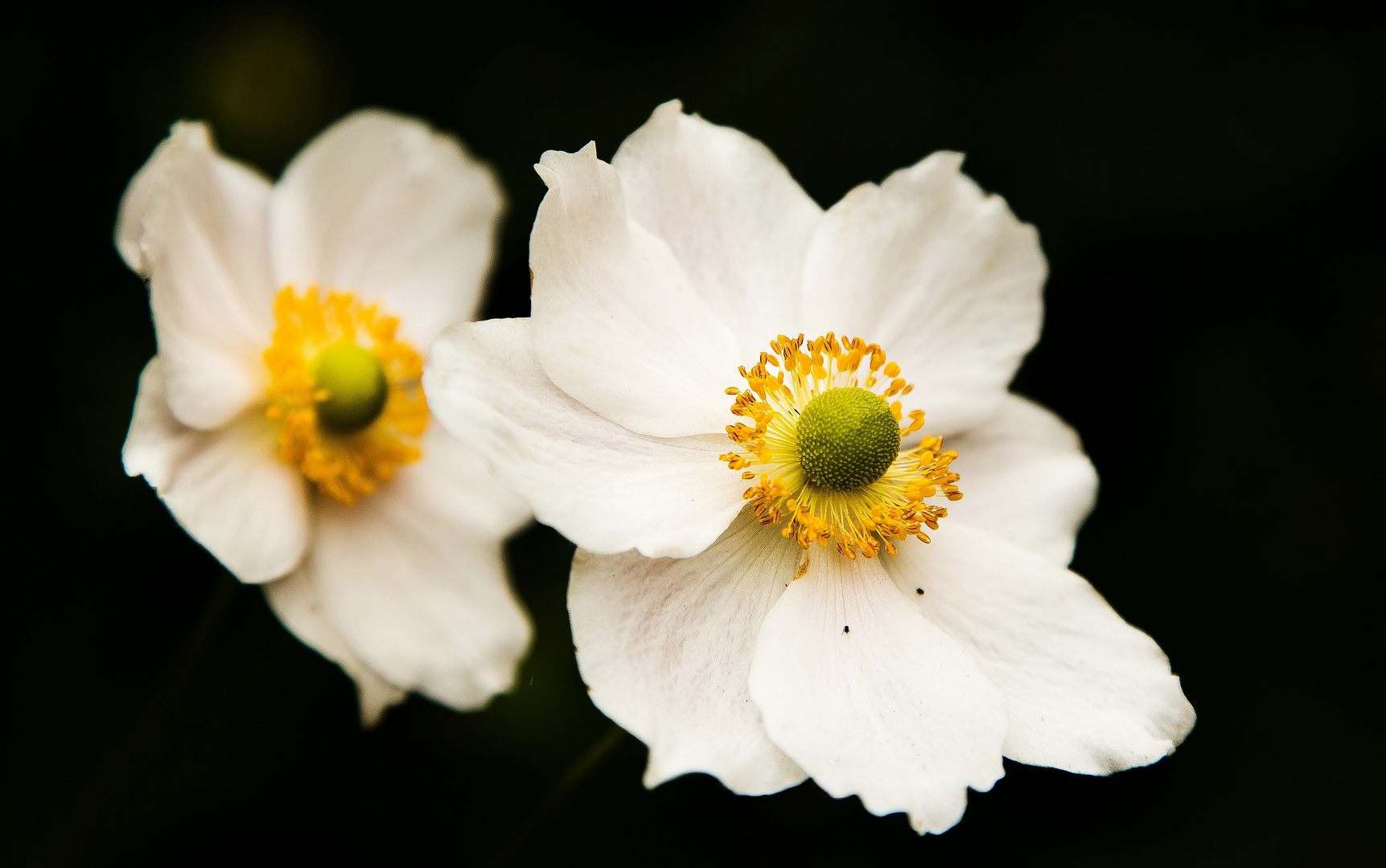 Letzte November-Blüten