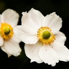 Letzte November-Blüten