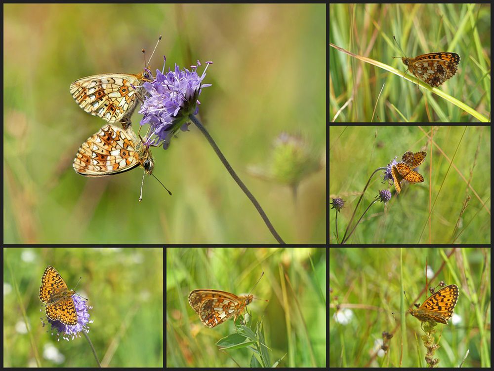 Letzte Perlmutterfalter im Hochmoor