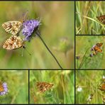 Letzte Perlmutterfalter im Hochmoor