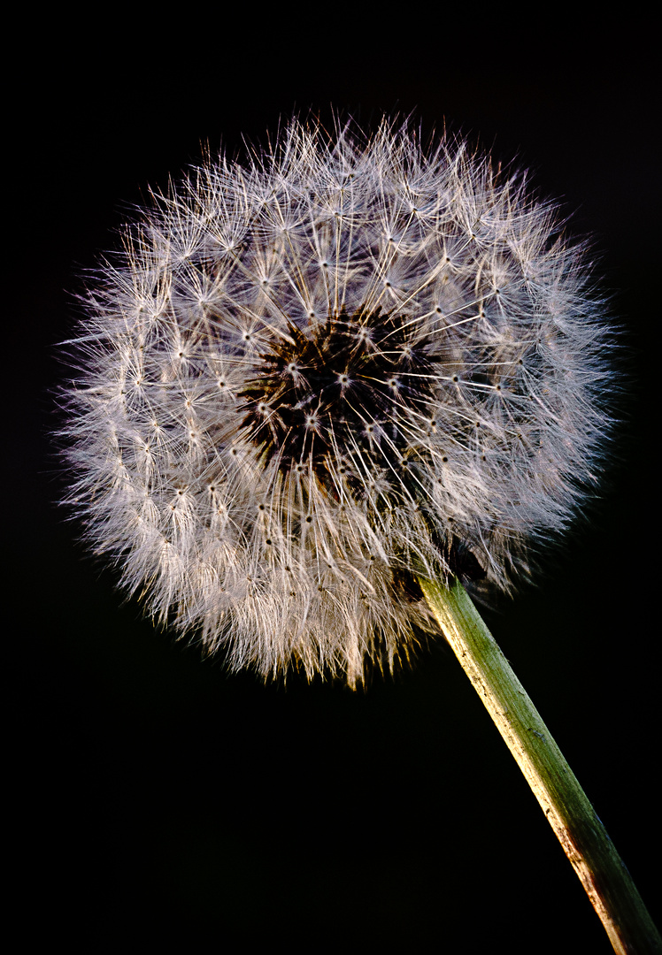 Letzte Pusteblume