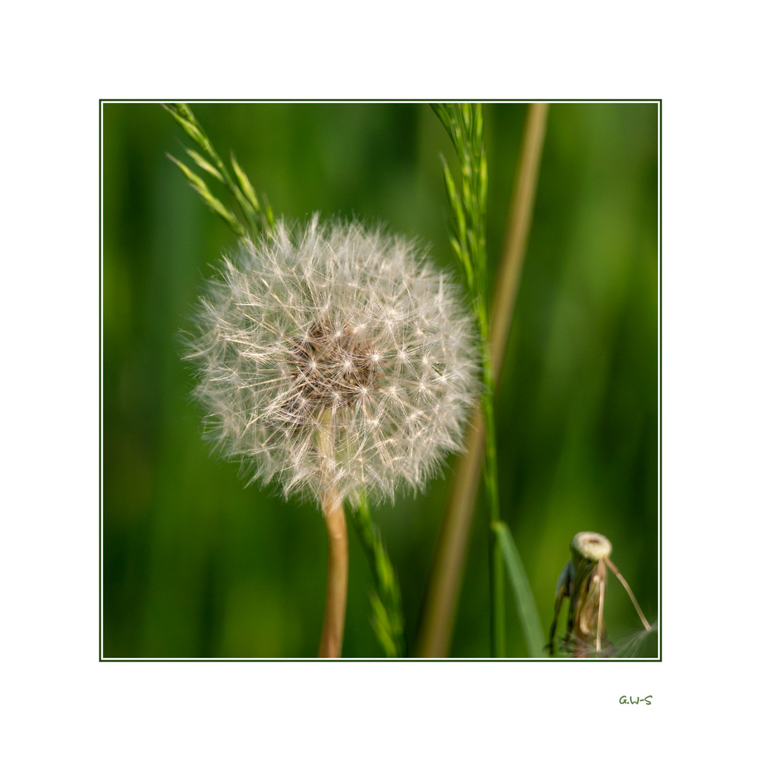 letzte Pusteblume...