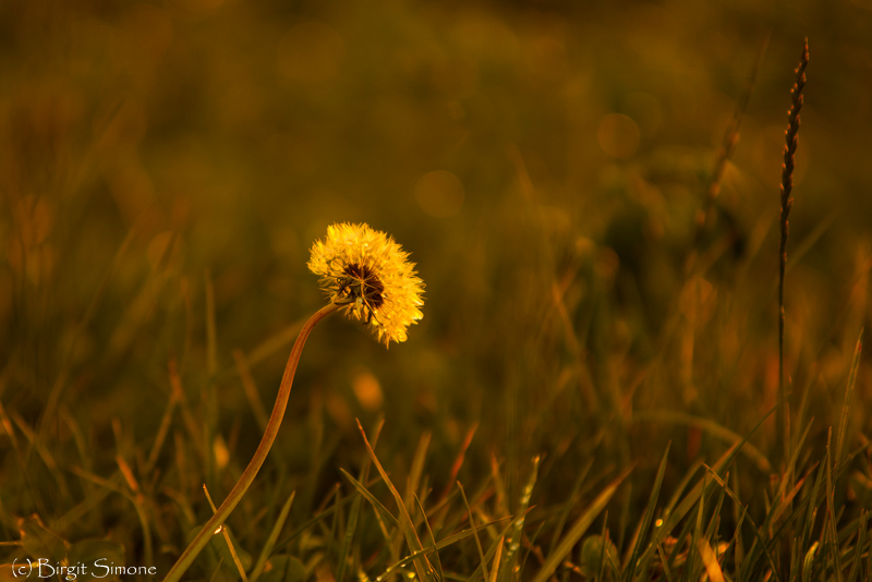 Letzte Pusteblume!