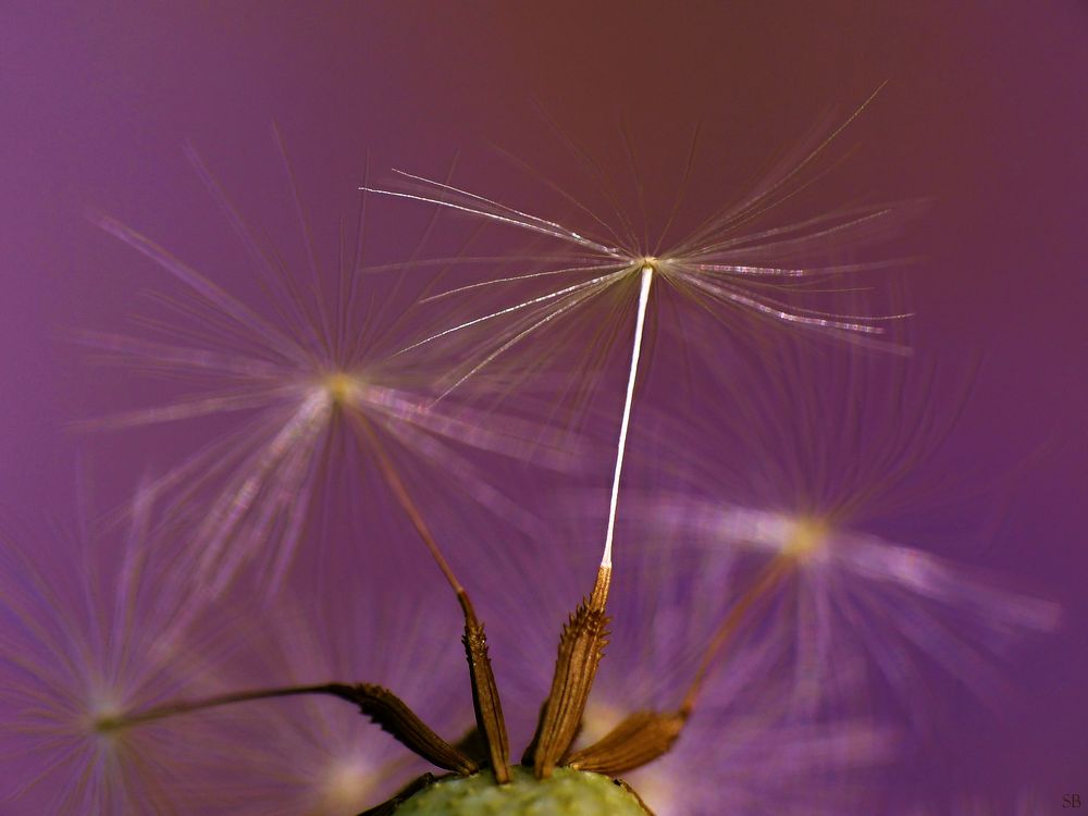 Letzte Pusteblume