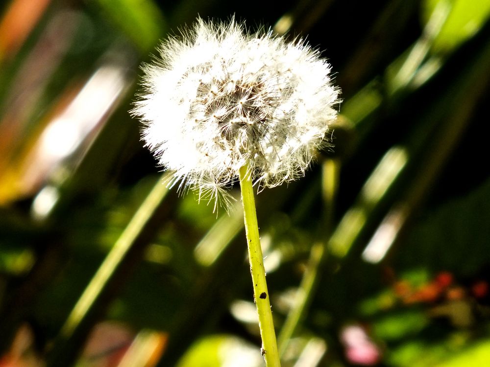 Letzte Pusteblume