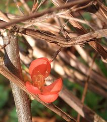 letzte quittenblüte - versteckt im gestrüpp