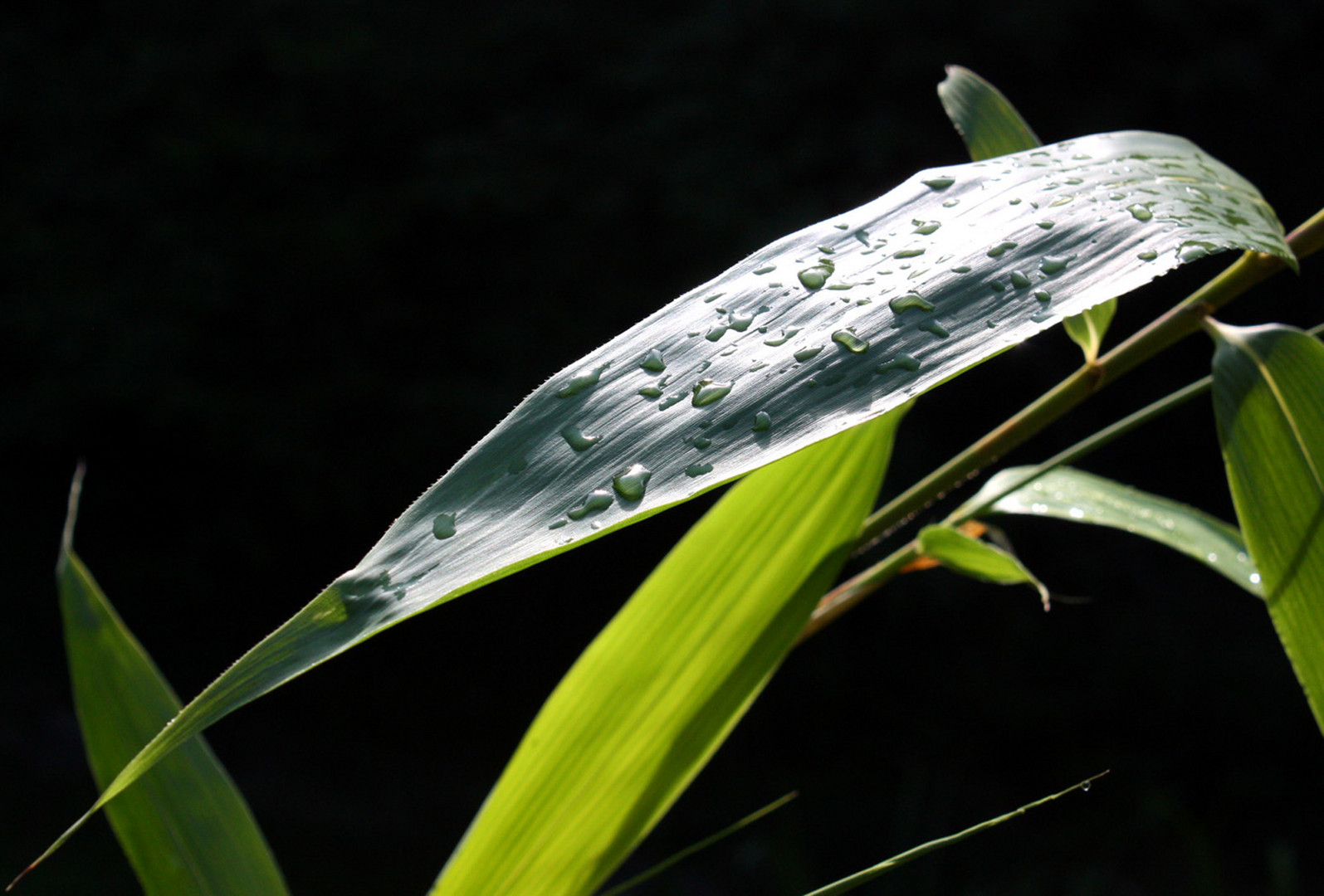 Letzte Regenperlen