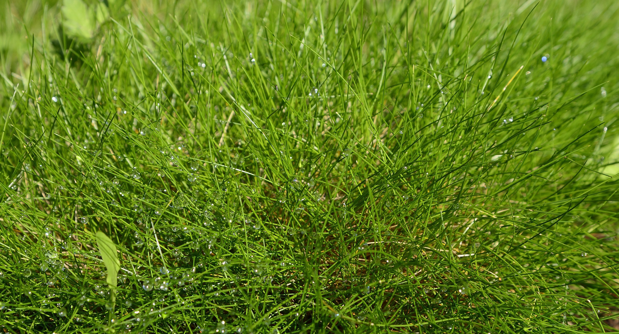 letzte Regentropfen im Gras