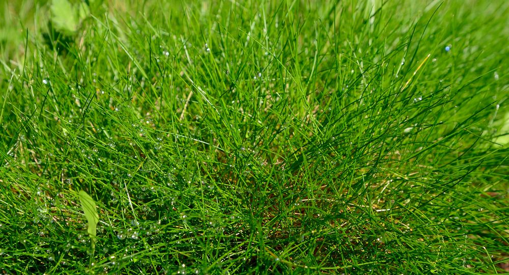 letzte Regentropfen im Gras