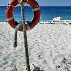 Letzte Rettung: Auf Cousin Island, Seychellen.