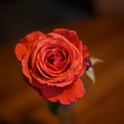 letzte Rose - 2