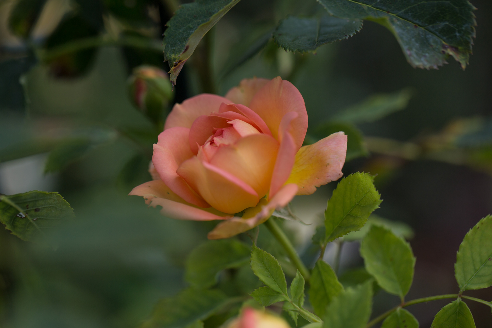 letzte Rose