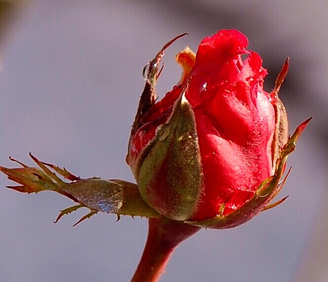 letzte Rose