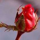 letzte Rose