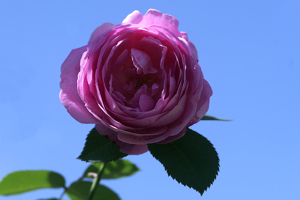 Letzte Rose