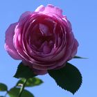 Letzte Rose