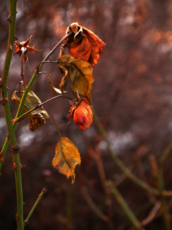 letzte rose