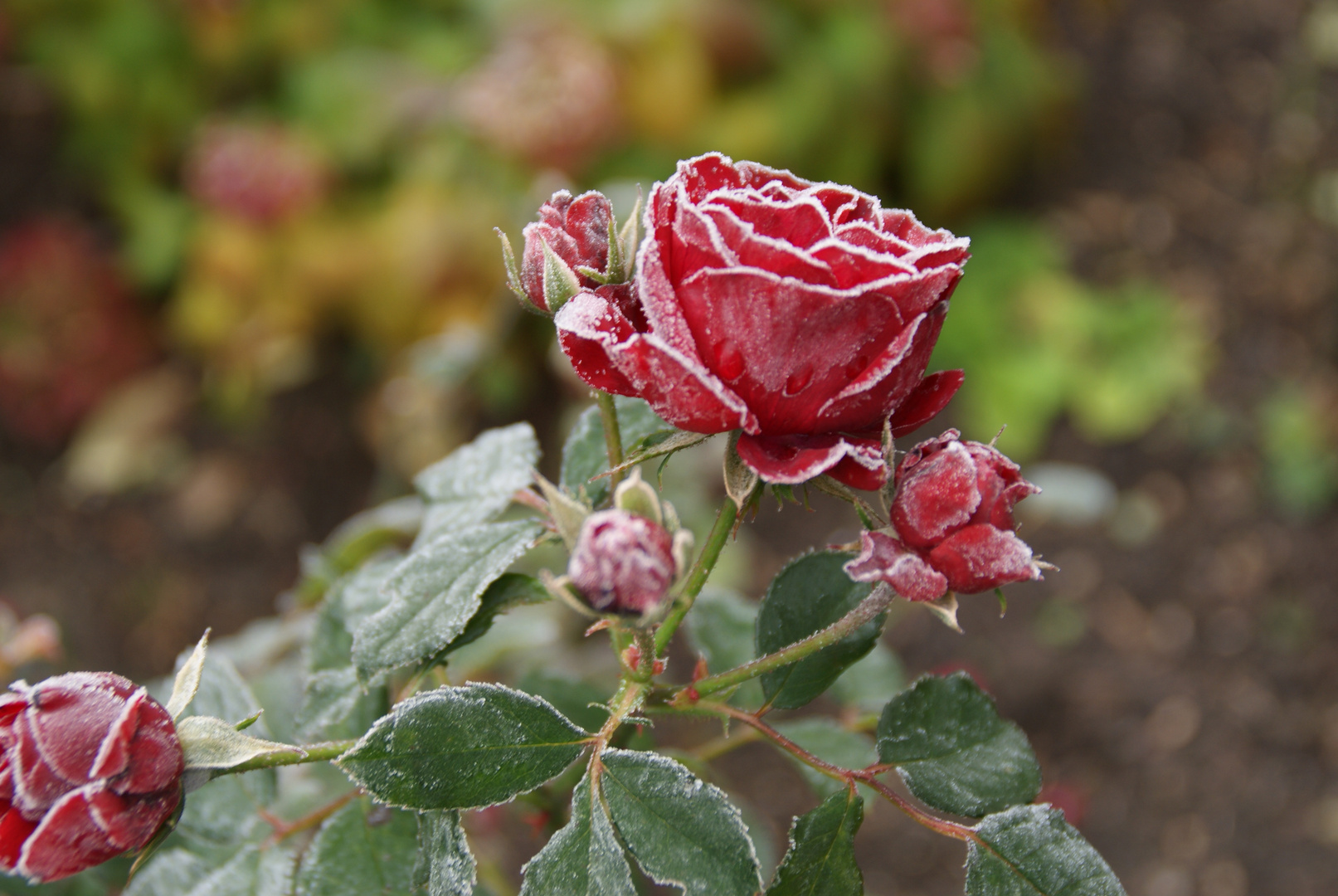 Letzte Rose