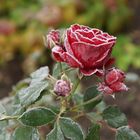 Letzte Rose