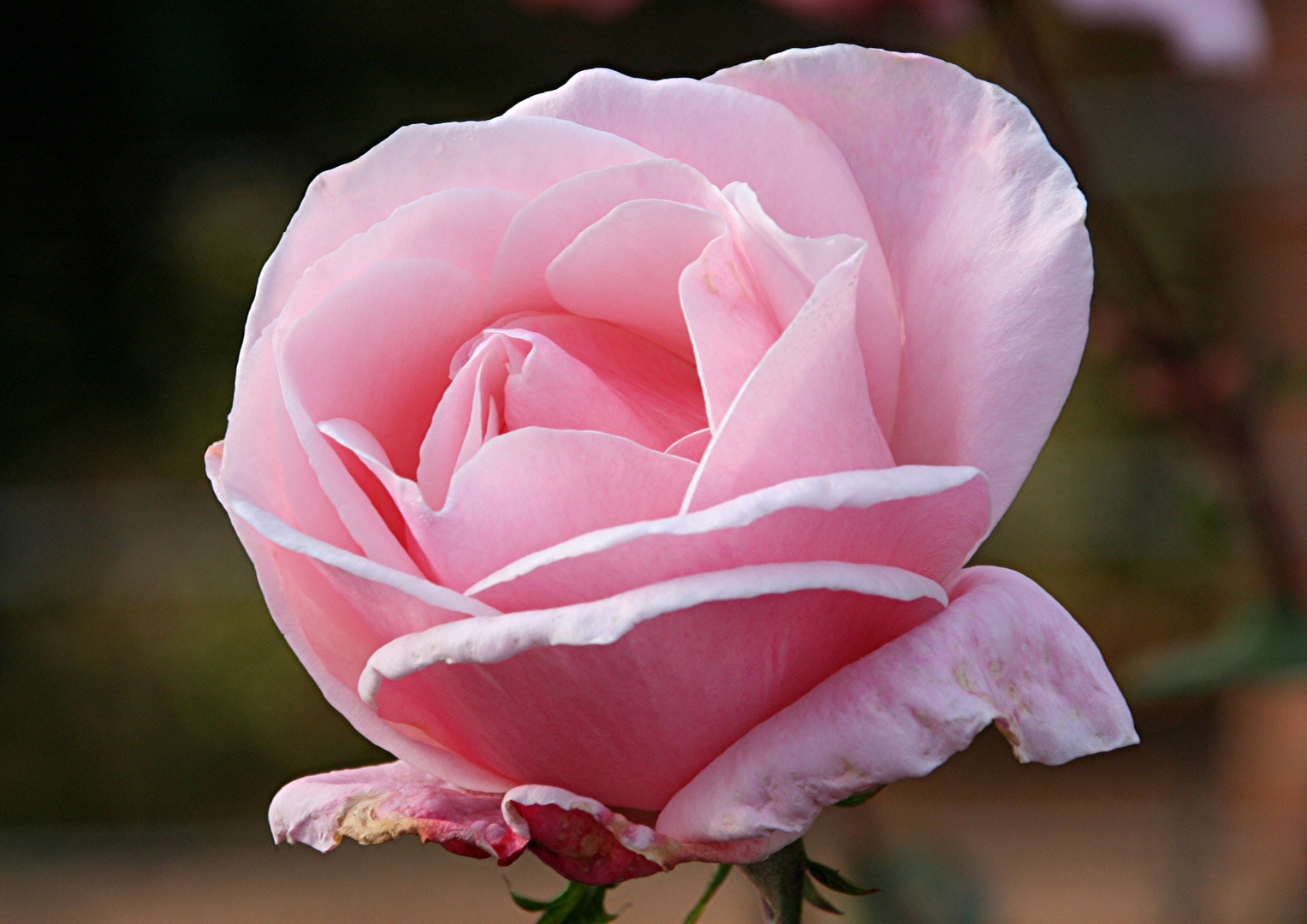 Letzte Rose