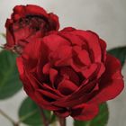 letzte Rose