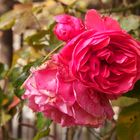 Letzte Rose.....