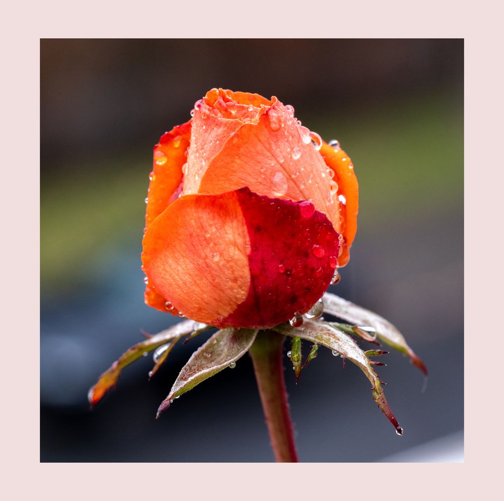 letzte Rose auf dem Balkon