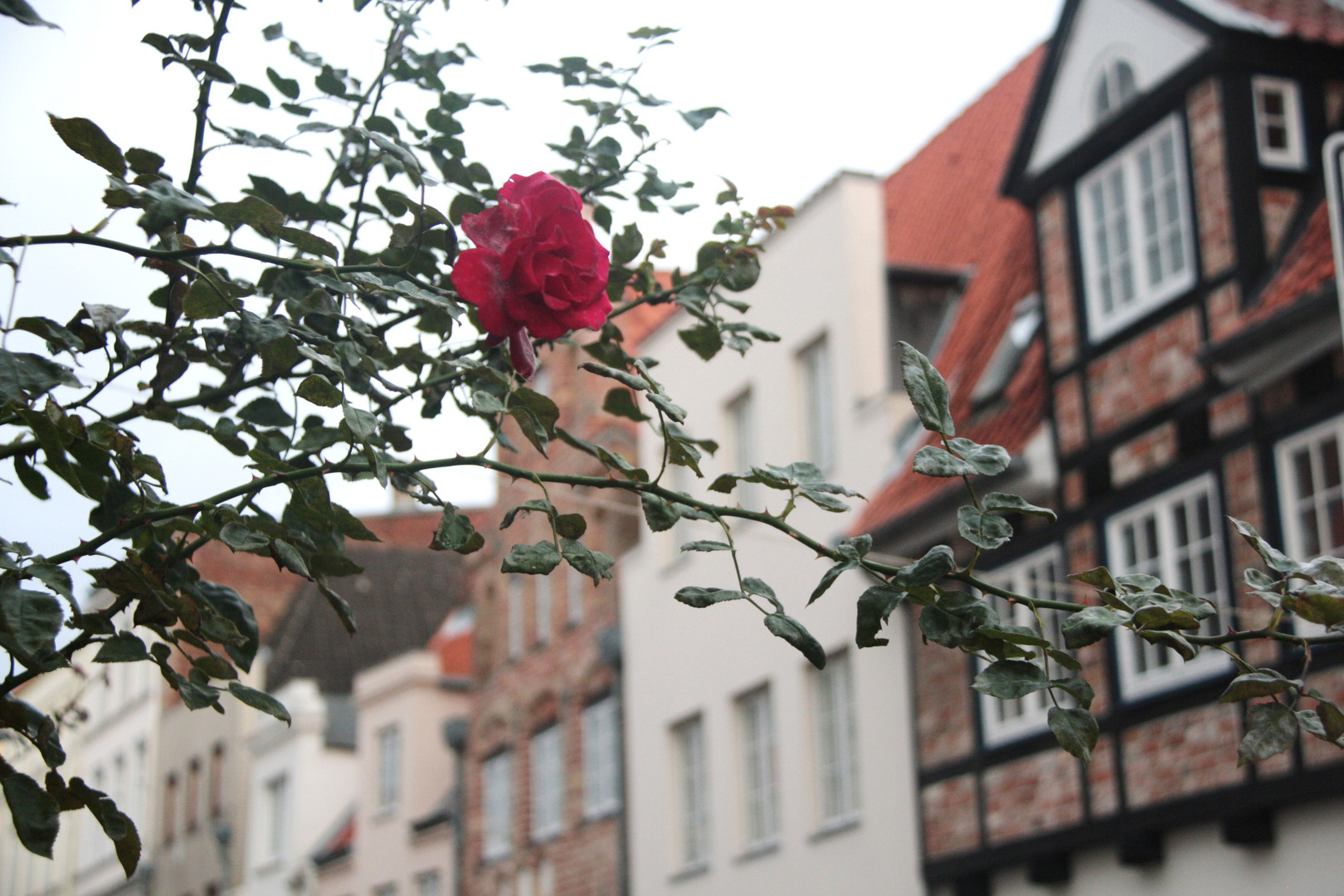 letzte rose des jahres