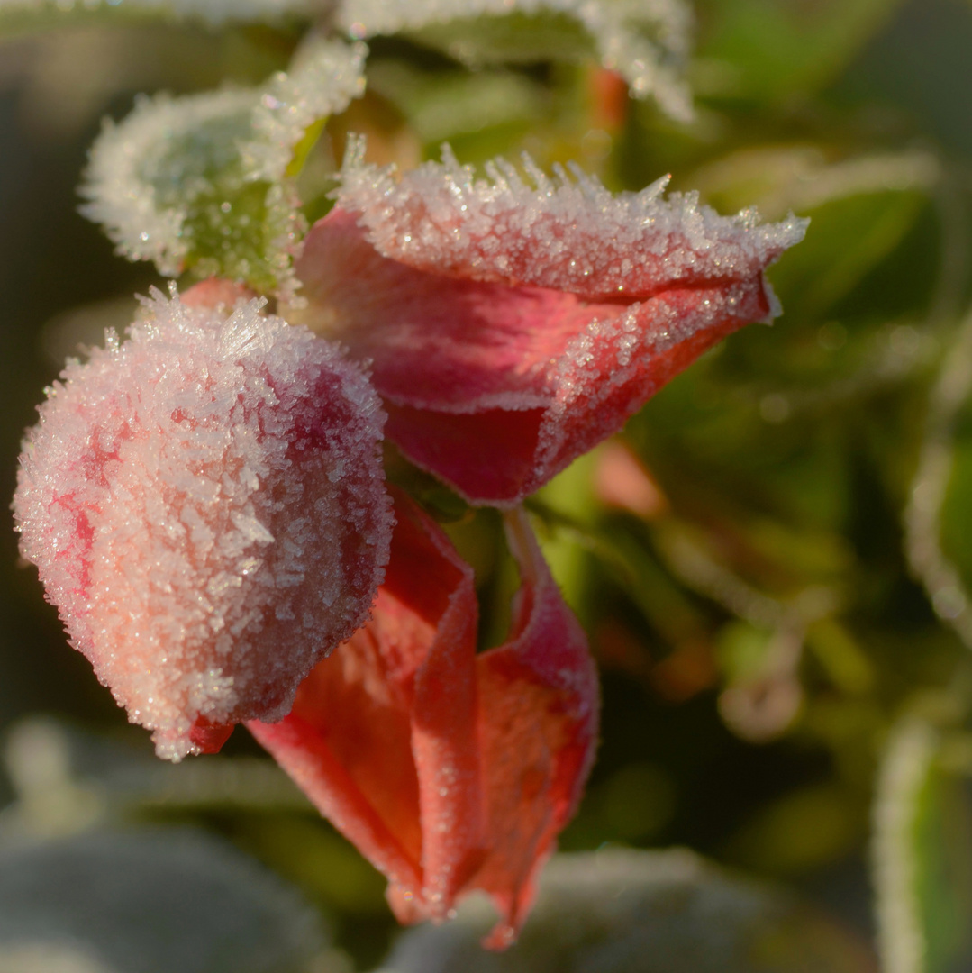 Letzte Rose des Jahres